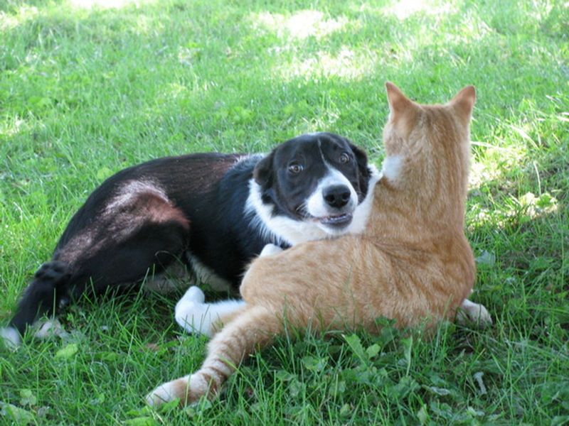 Border Collie