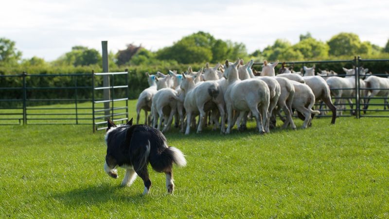 Border Collie Leads Sheep to Safety