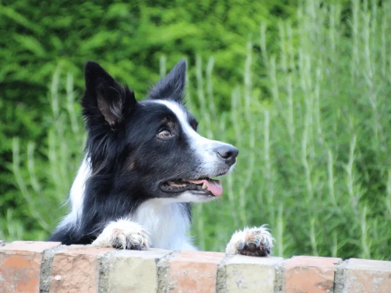 Border Collie