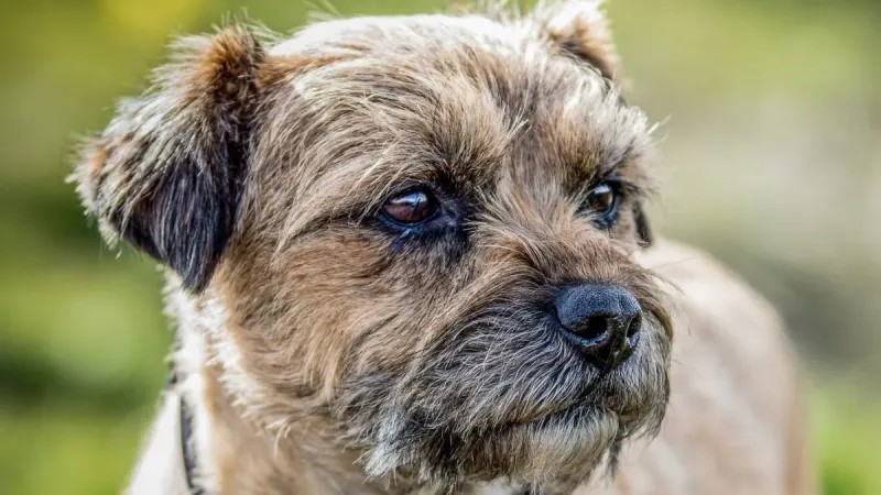 Border Terrier