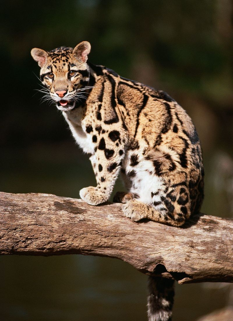 Bornean Clouded Leopard