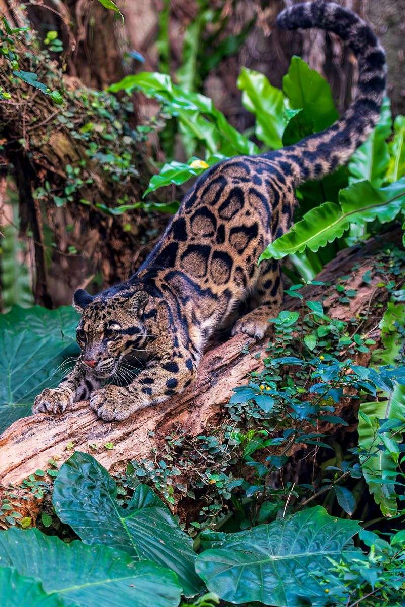 Bornean Clouded Leopard