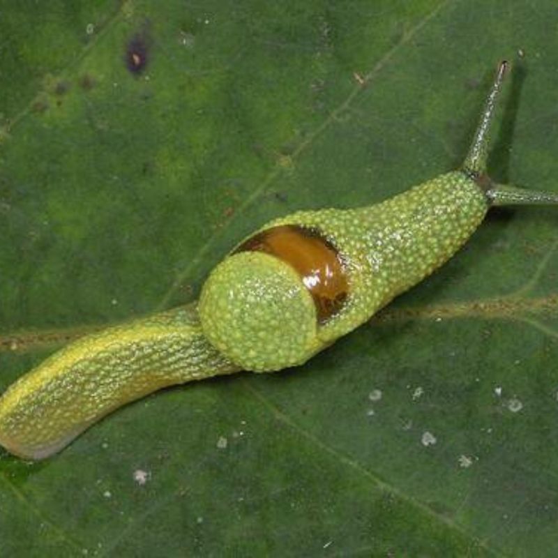 Borneo's Ninja Slug