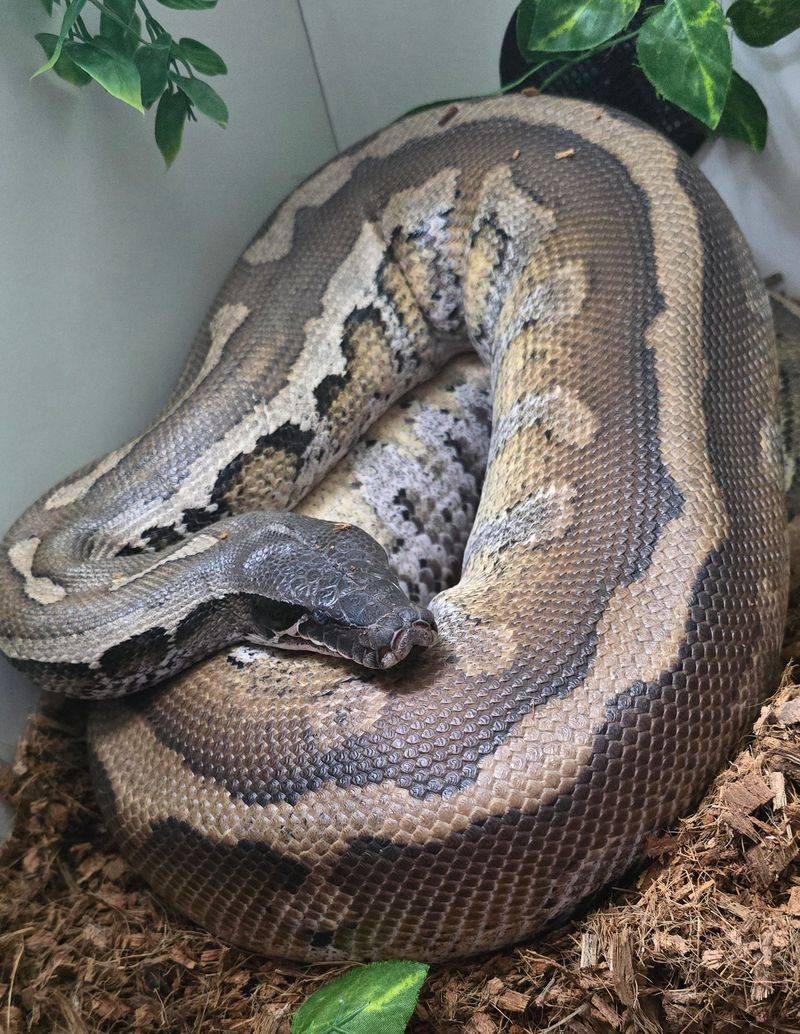 Borneo Short-tailed Python