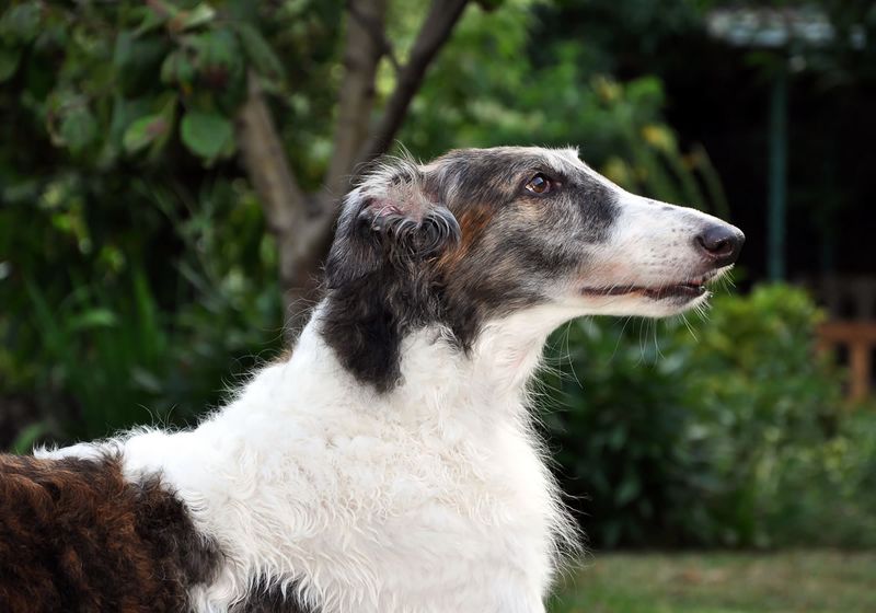 Borzoi