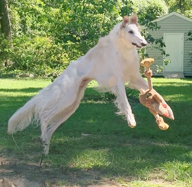 Borzoi