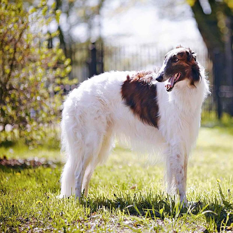 Borzoi