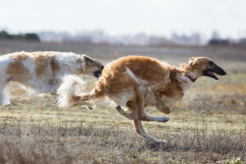 Borzoi