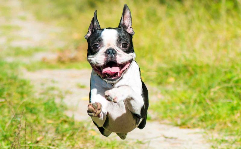 Boston Terrier