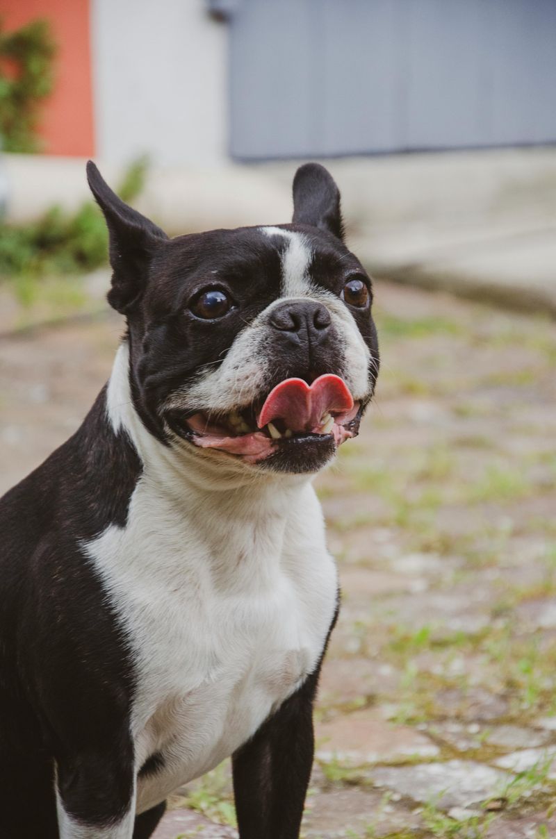 Boston Terrier