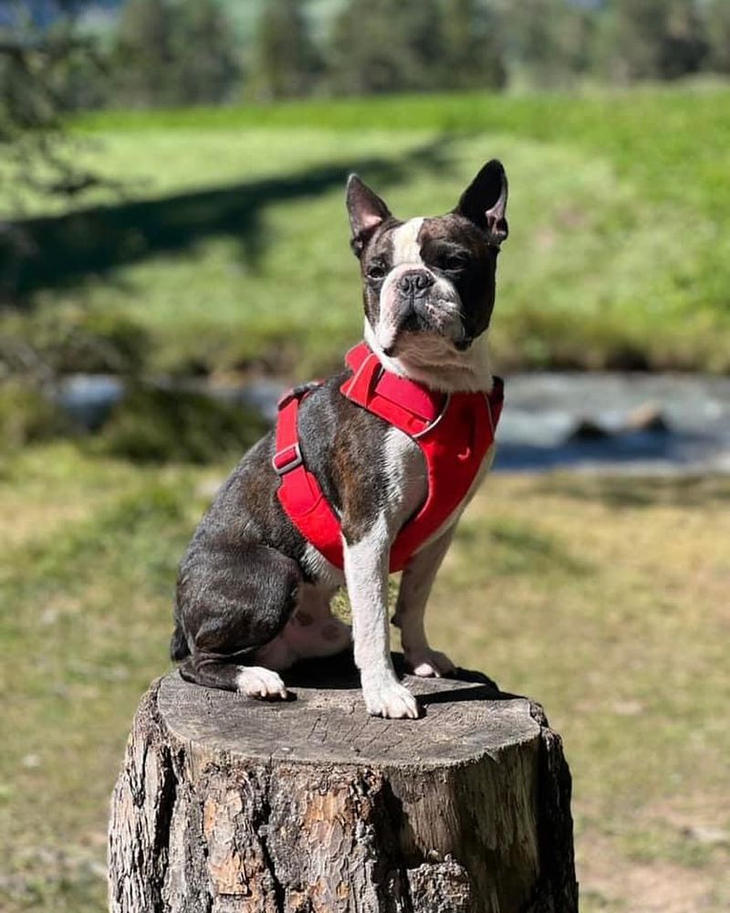 Boston Terrier