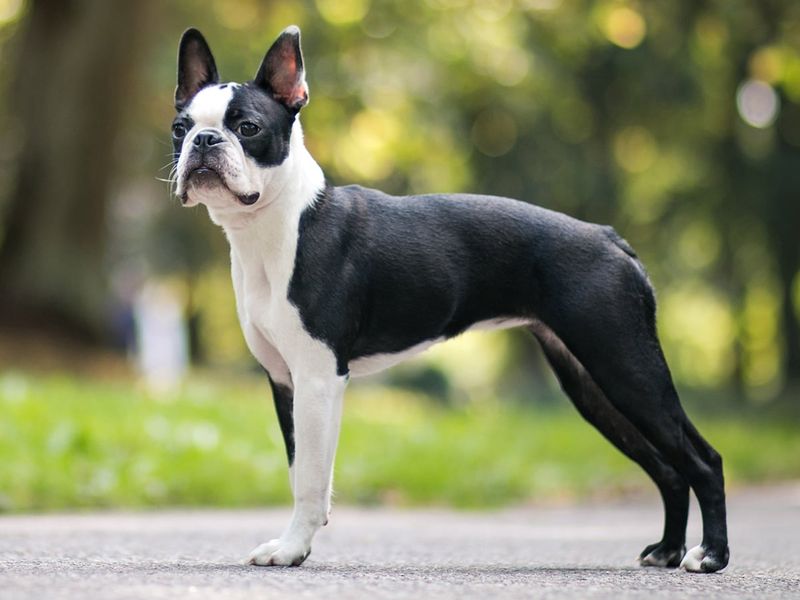 Boston Terrier