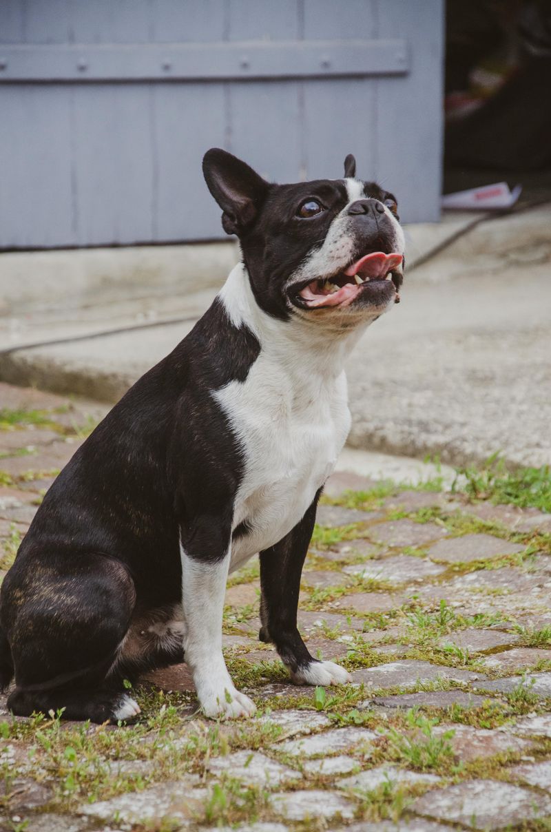 Boston Terrier