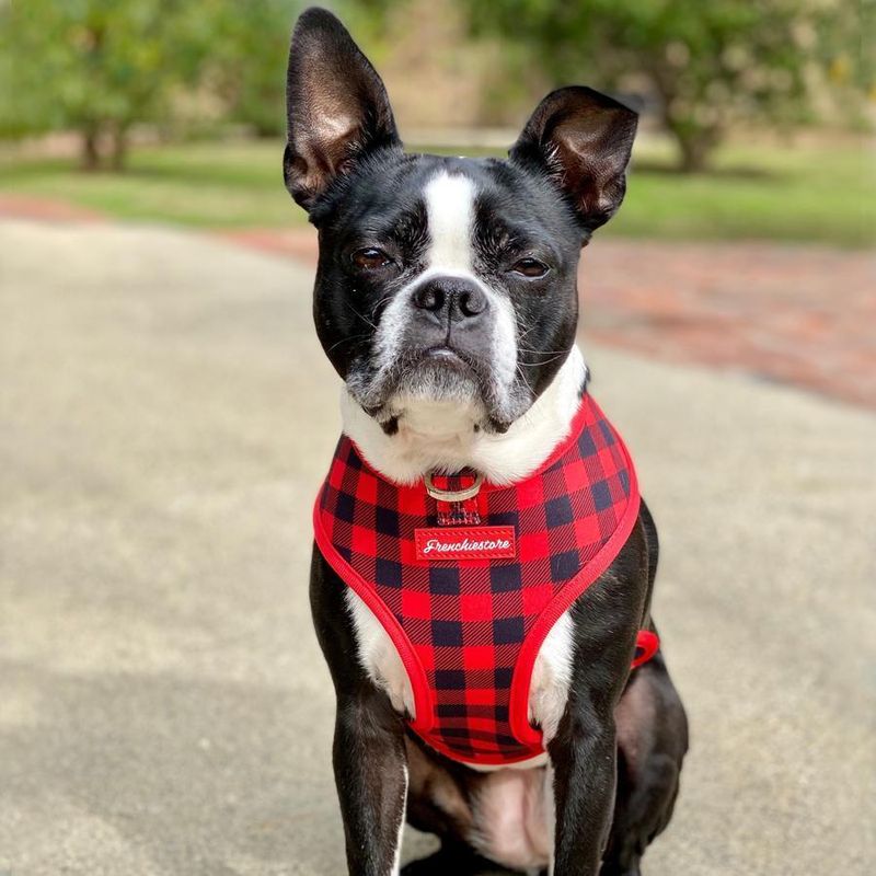 Boston Terrier