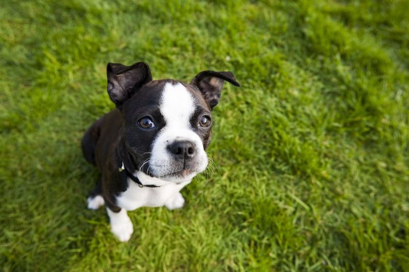 Boston Terrier