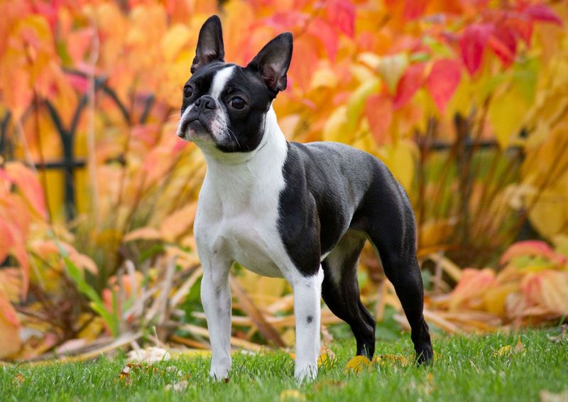 Boston Terrier