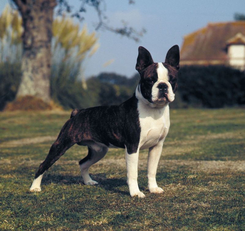 Boston Terrier