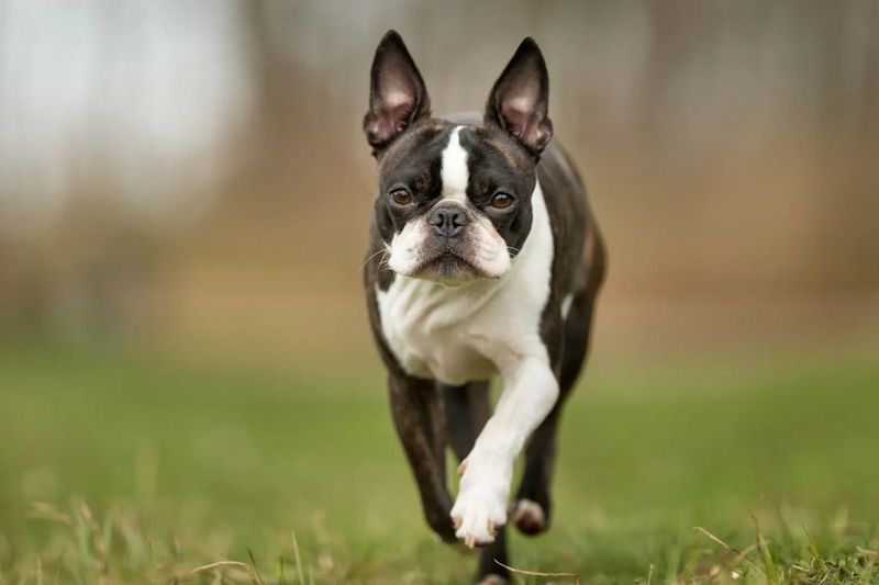 Boston Terrier