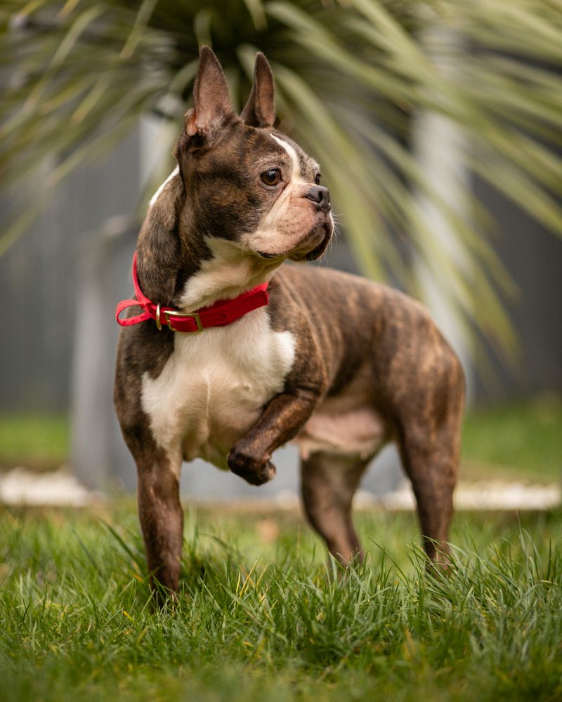 Boston Terrier