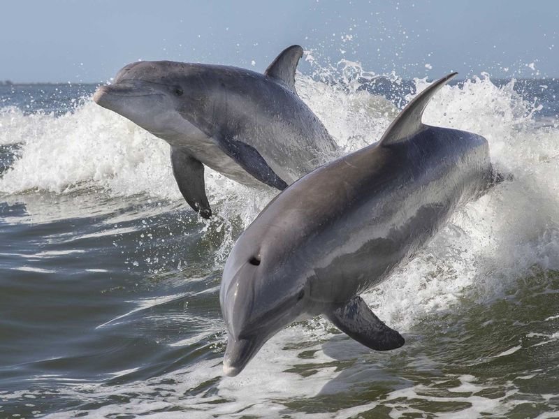 Bottlenose Dolphin