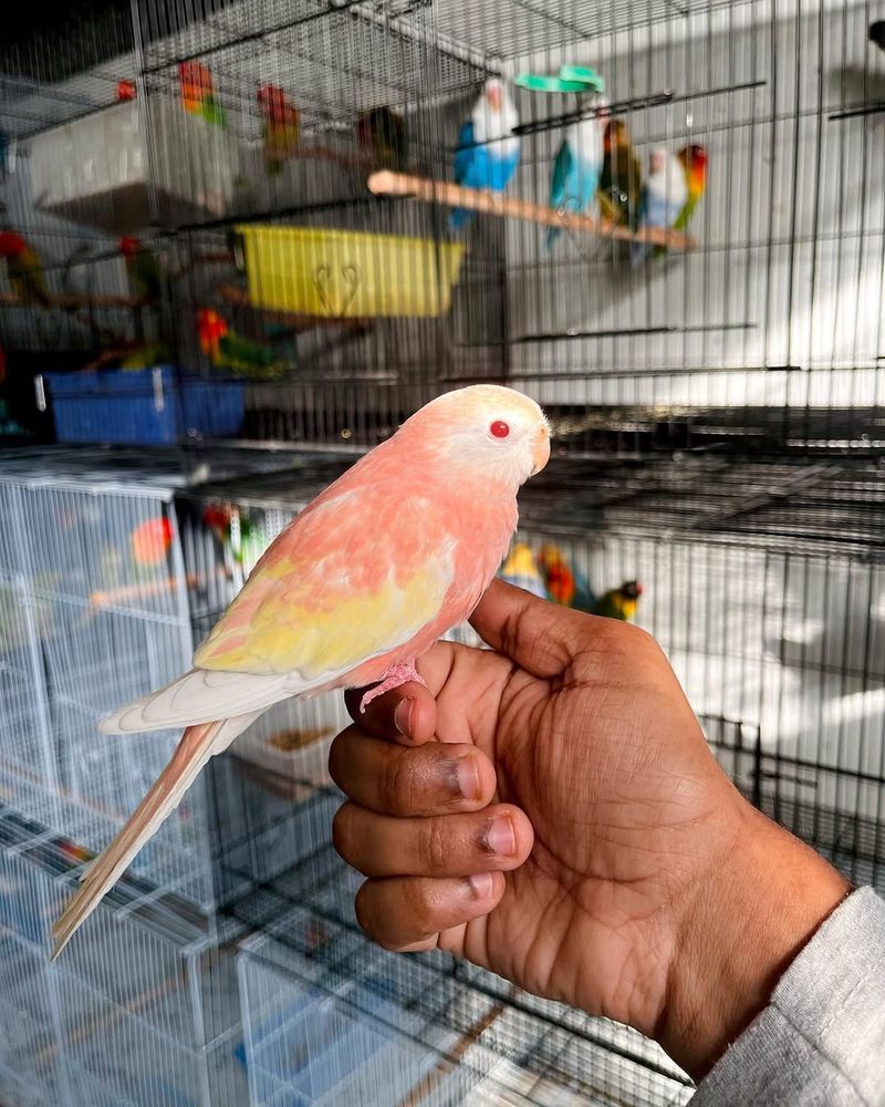 Bourke's Parakeet