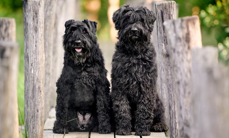 Bouvier des Flandres