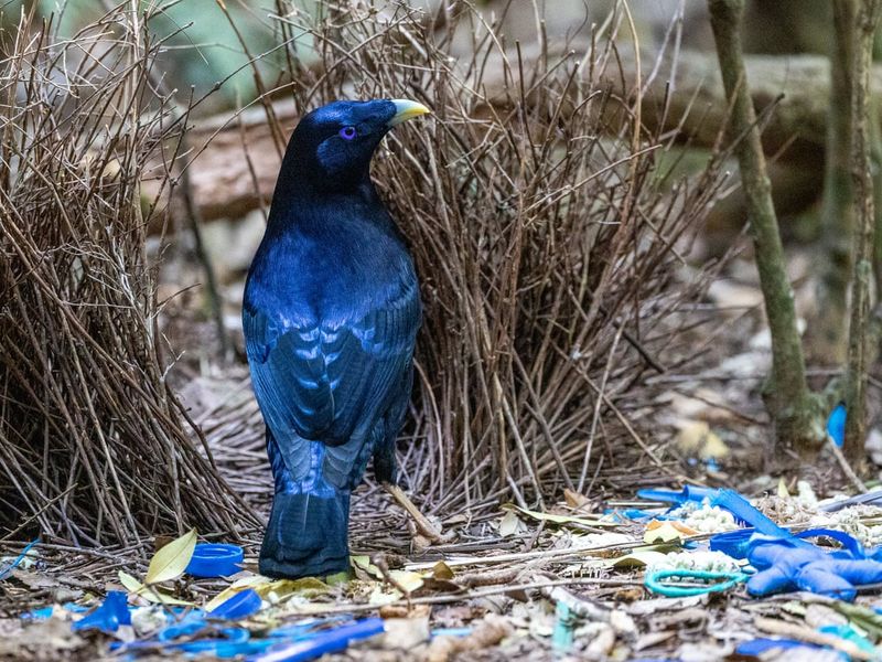 Bowerbird