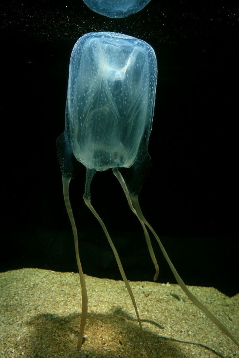 Box Jellyfish