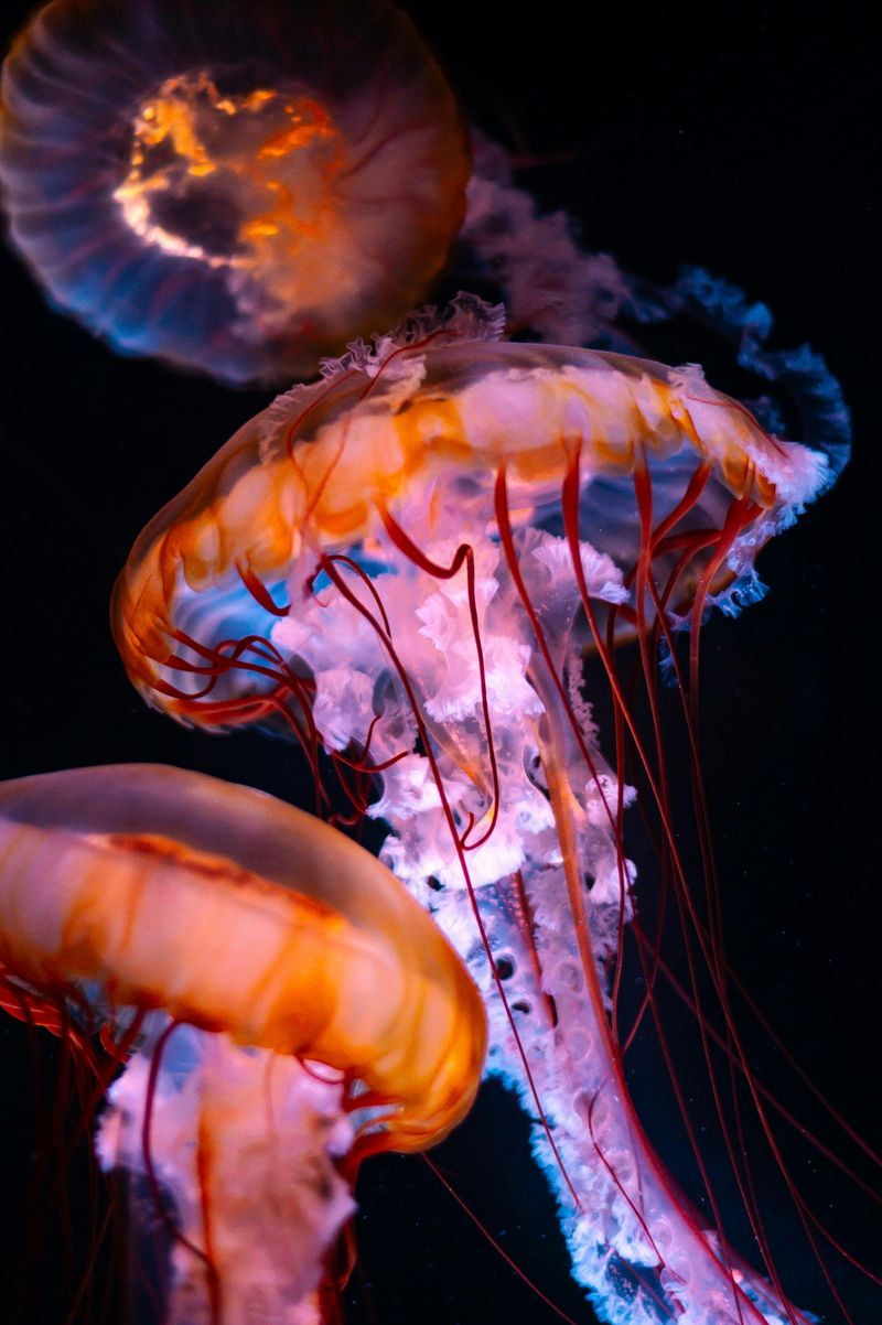 Box Jellyfish