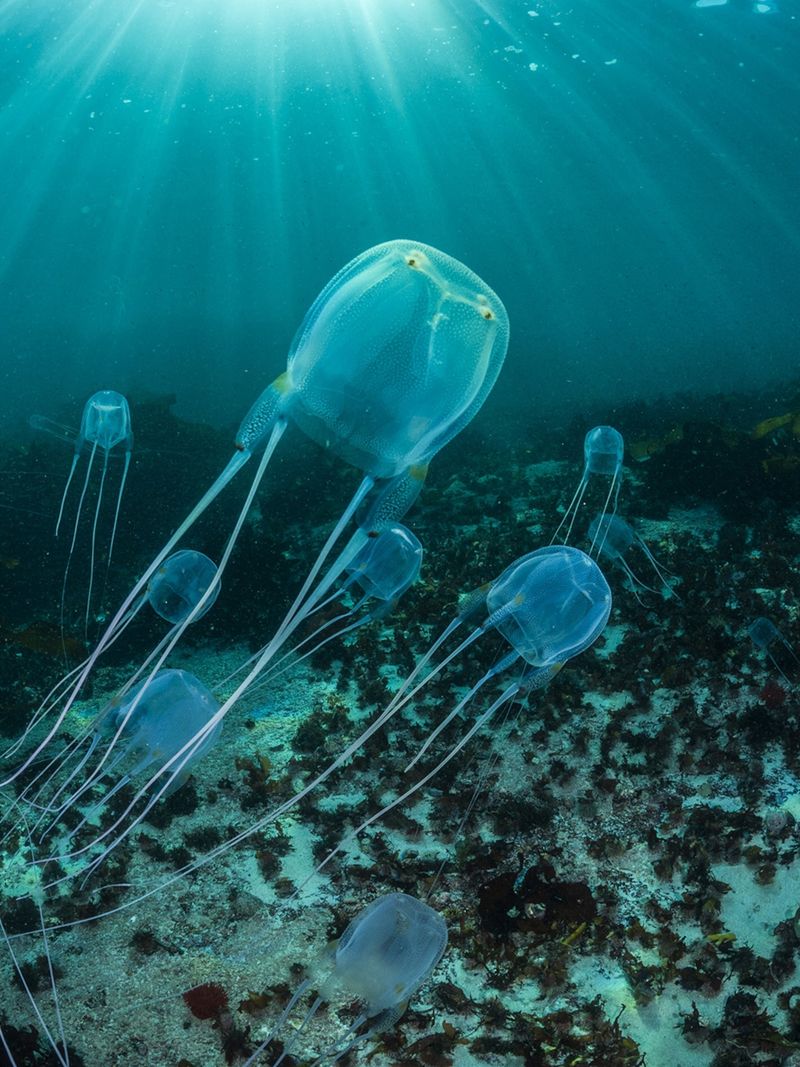 Box Jellyfish