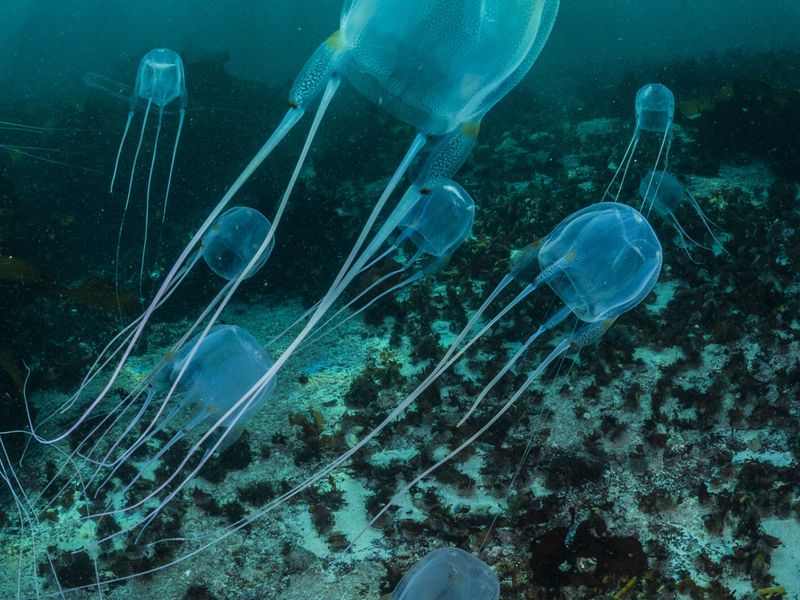 Box Jellyfish