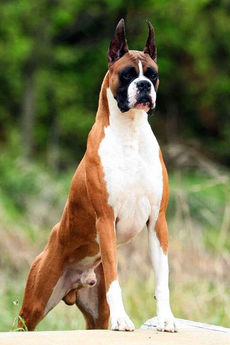 Boxer