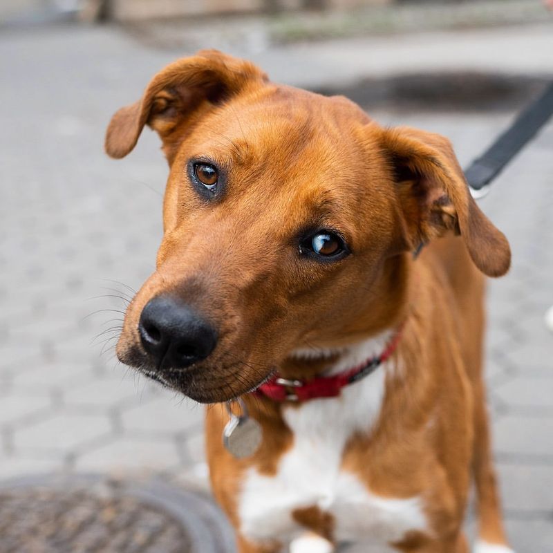 Boxer-Border Collie Mix