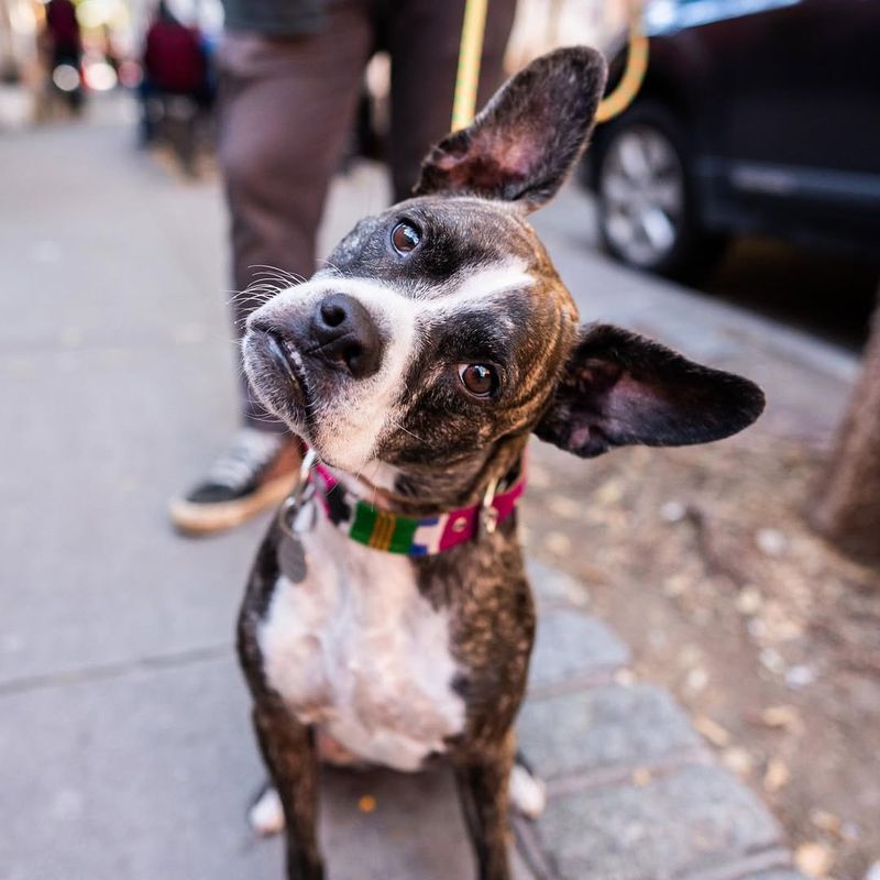 Boxer-Boston Terrier Mix