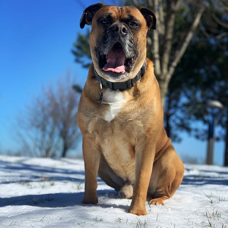 Boxer-Bulldog Mix