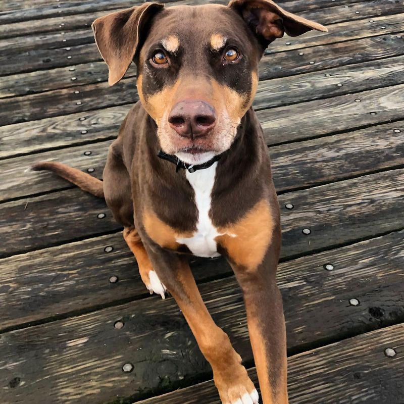 Boxer-Doberman Mix