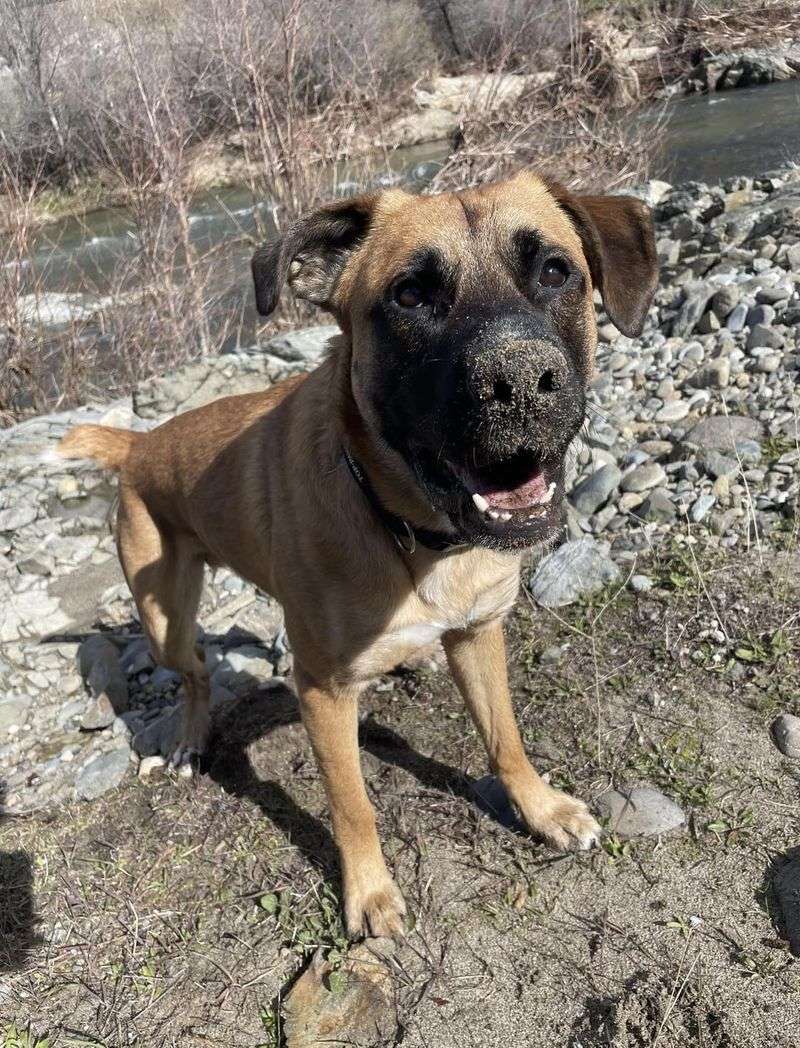 Boxer-German Shepherd Mix