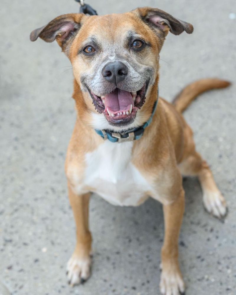 Boxer-Golden Retriever Mix