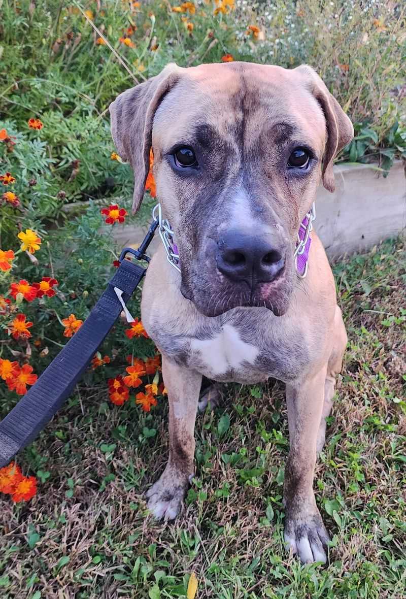 Boxer-Great Dane Mix