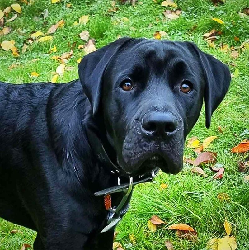 Boxer-Labrador Retriever Mix