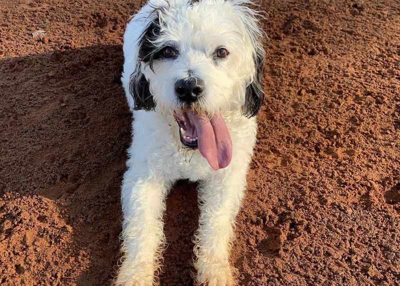 Boxer-Poodle Mix