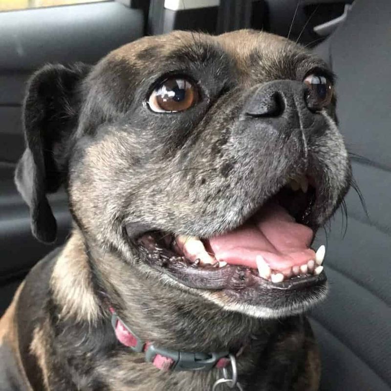 Boxer-Pug Mix