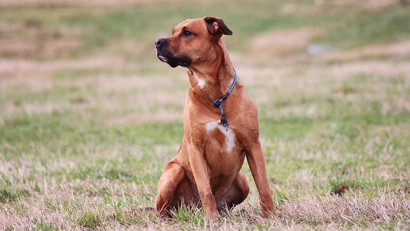 Boxer-Rottweiler Mix