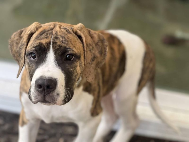 Boxer-Saint Bernard Mix