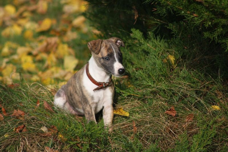 Boxer-Whippet Mix