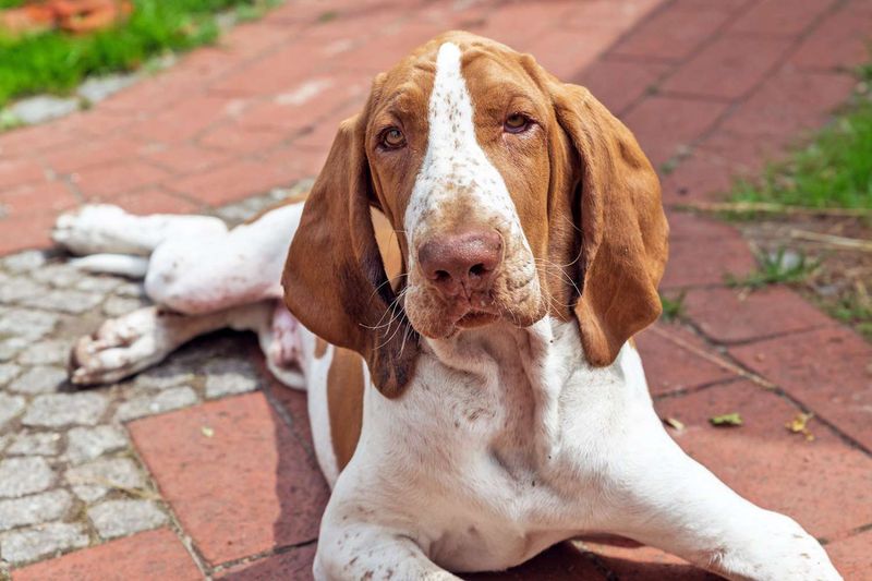 Bracco Italiano