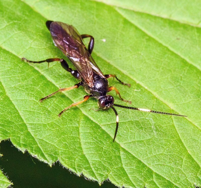 Braconidae Wasp