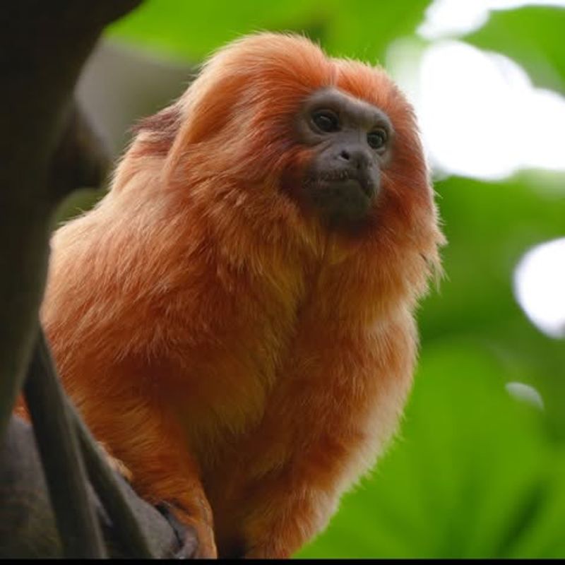 Brazilian Atlantic Forest's Golden Lion Tamarin