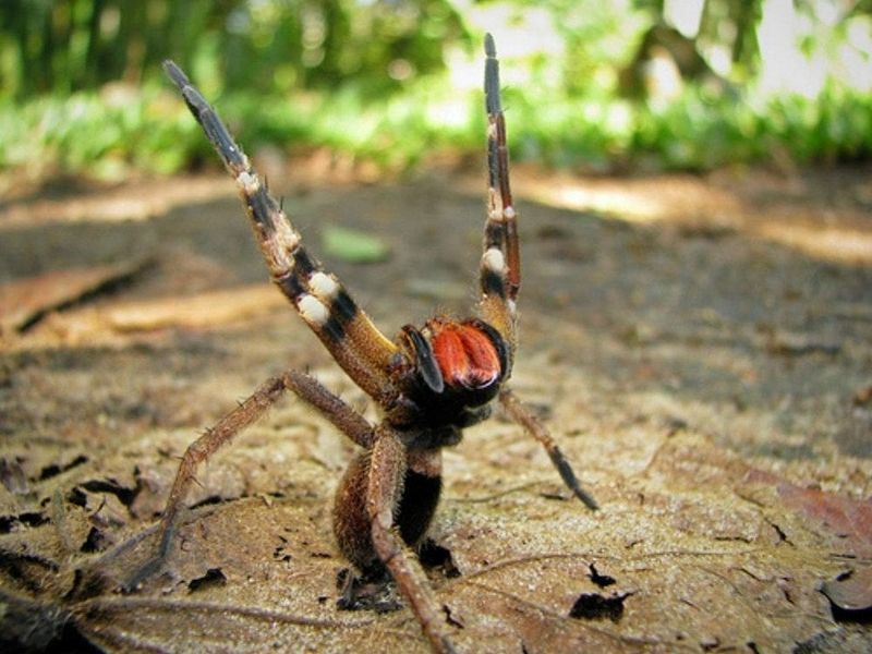 Brazilian Wandering Spider