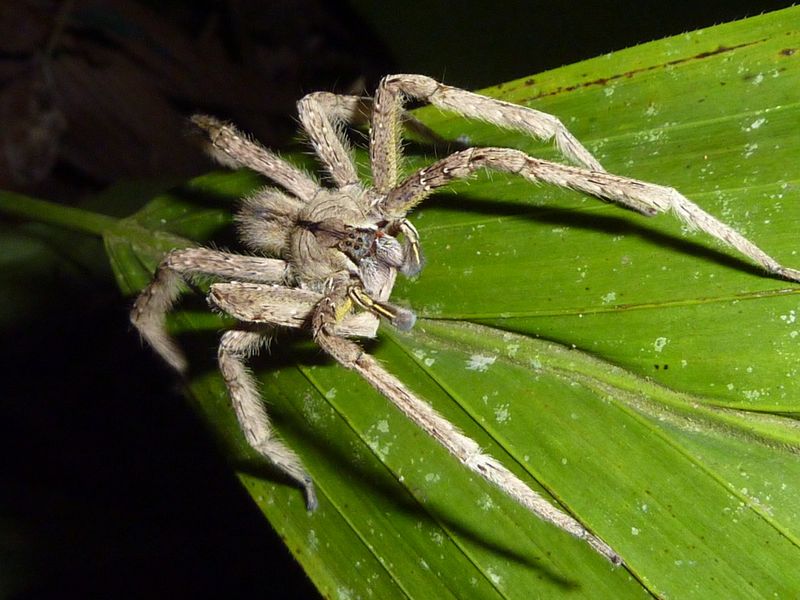 Brazilian Wandering Spider